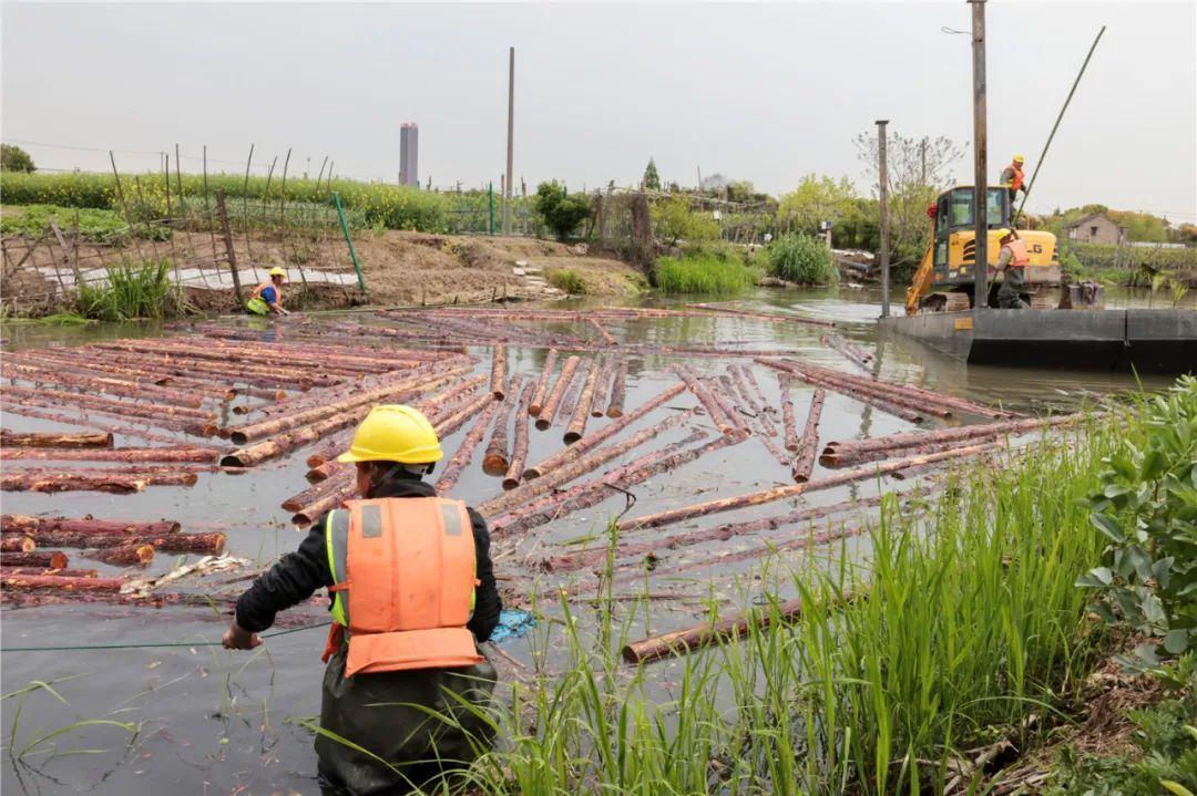 改善水環(huán)境！徐行122條段村級(jí)河道用木樁對(duì)河岸進(jìn)行加固整治