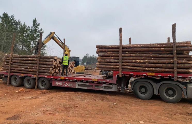 松木樁和杉木樁哪個(gè)更適合打木樁？?jī)烧邊^(qū)別有哪些？