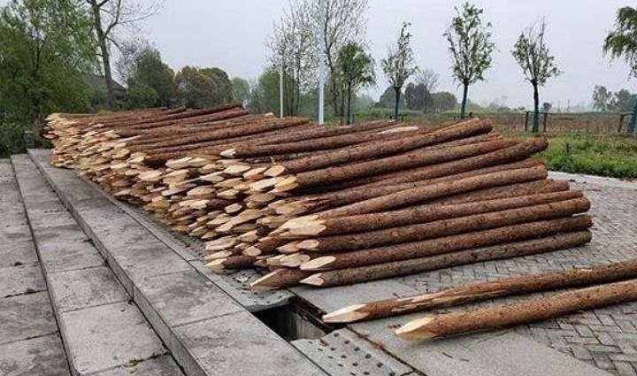 杉木樁為什么這么受歡迎？杉木樁有哪些優(yōu)點和缺點？