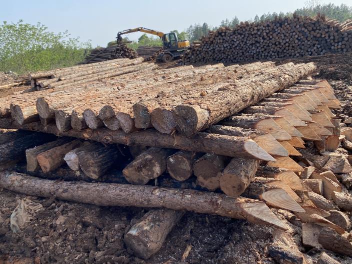 松木樁可做永久基礎(chǔ)處理(打造最牢固基礎(chǔ)，松木樁無可比擬)