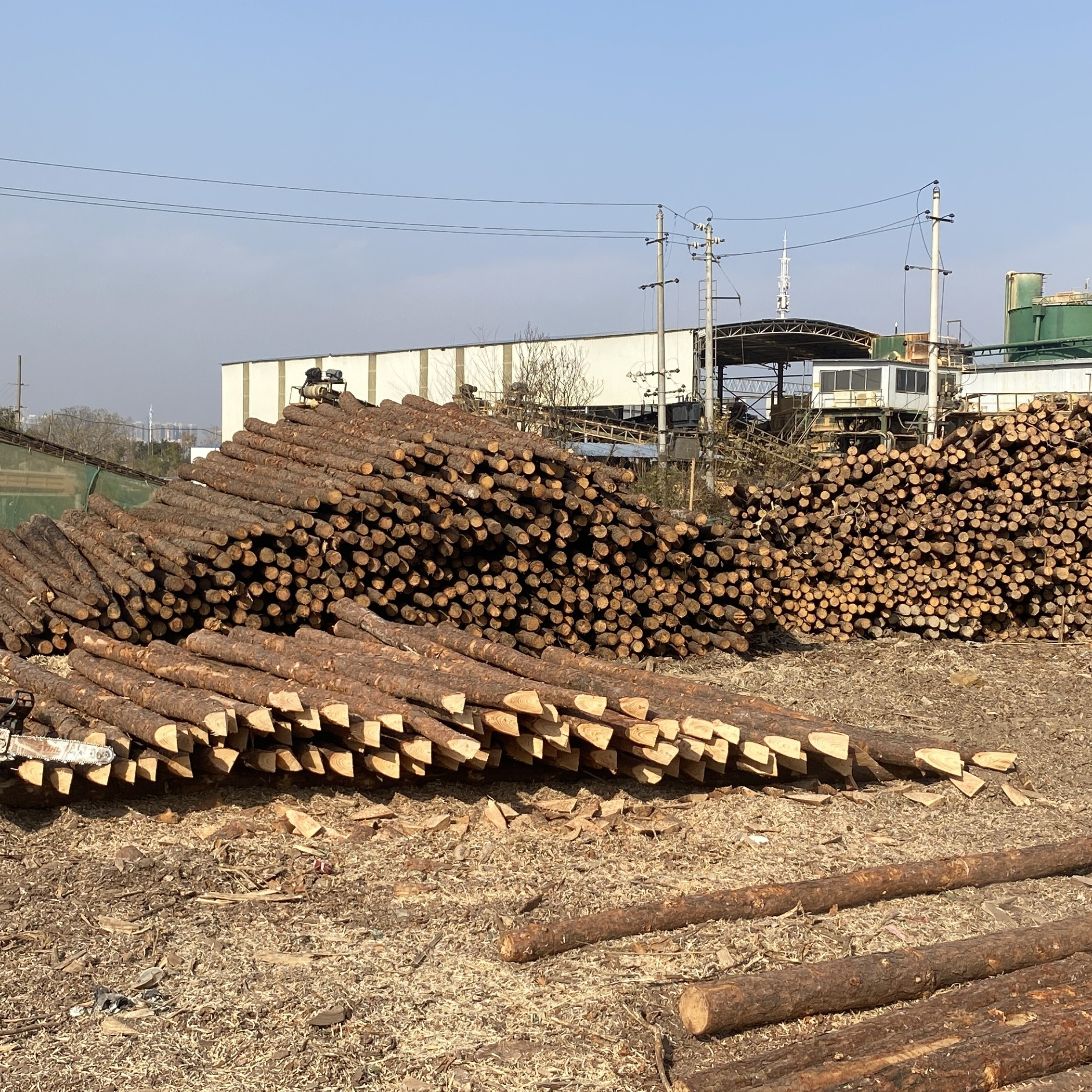 松木樁廠家泓樺錦嘉 - 原木松木樁用于圍堰工程需要削尖樁頭嗎？?